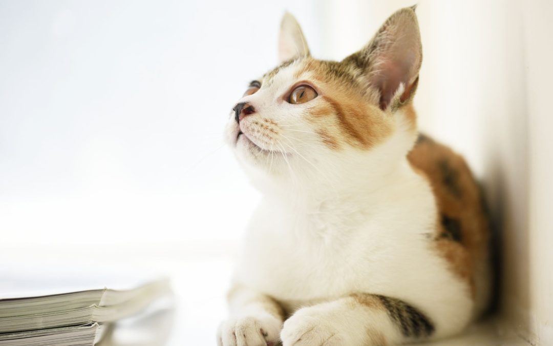 Decoding Your Feline Friend’s Communication: Understanding Cat Behavior