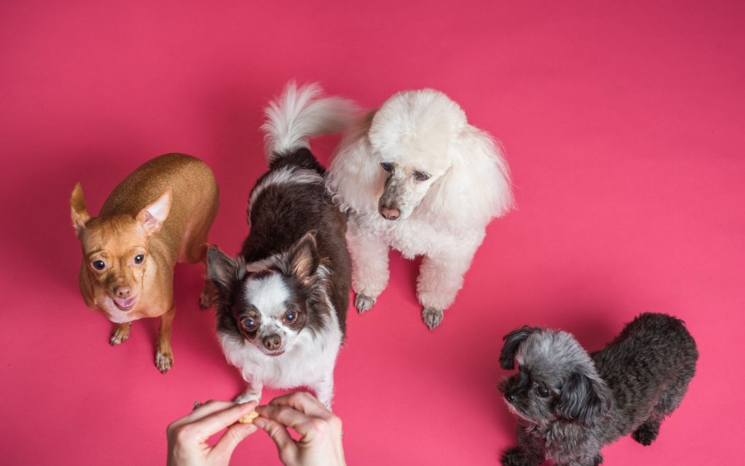 Discovering the Diversity of Dog Breeds, From Delicate Darlings to Majestic Powerhouses